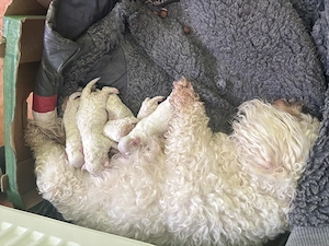 Vand bictsoni maltezi sunt de șapte săptămâni mai sunt disponibili trei bucăți două fetițe și-i un b - imagine 5