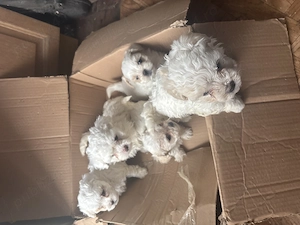 Band bighsoni maltezi  au șapte  merita văzuți sunt foarte drăguți și jucăuși mai multe detali la te - imagine 3