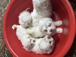 De vânzare sunt foarte jucăuși merită văzuți. Au șapte săptămâni mai multe detali la telefon prețul - imagine 4