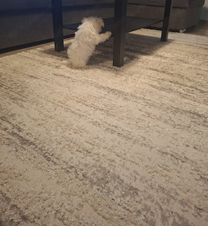 Bichon Maltez Toy - imagine 3