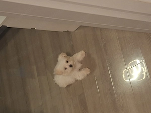 Bichon Maltez Toy - imagine 2
