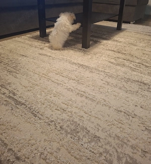 Bichon Mlatez Toy - imagine 3