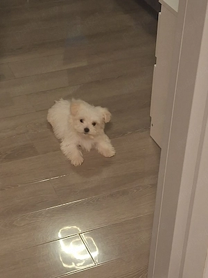 Bichon Mlatez Toy - imagine 2