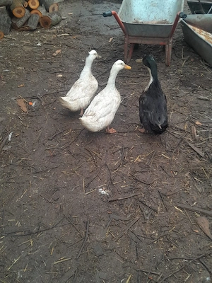 vănd rațe si găste diferite rase - imagine 3