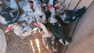 vănd rațe si găste diferite rase - imagine 2