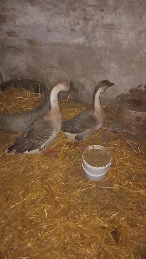 vănd rațe si găste diferite rase - imagine 5