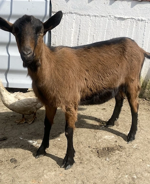 De vânzare ieduța gestanta 