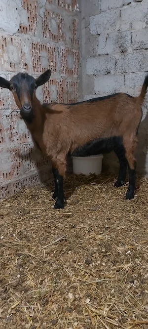 Capra ieduță alpina franceza  - imagine 3