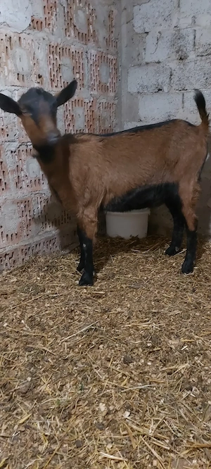 Capra ieduță alpina franceza  - imagine 2