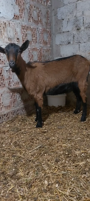 De vânzare ieduța gestanta  - imagine 2