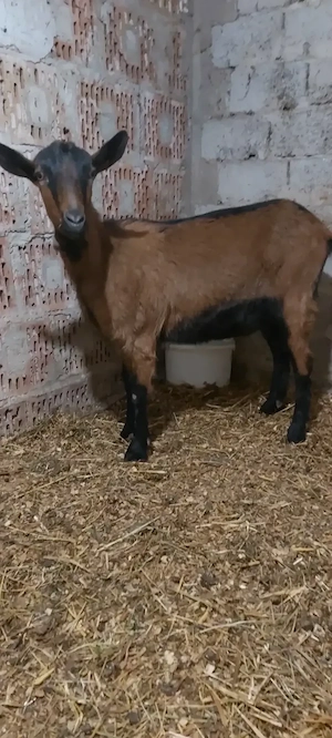 De vânzare ieduța gestanta  - imagine 3