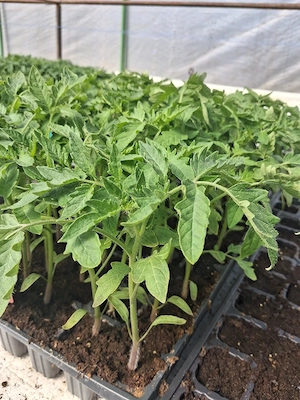 De vânzare:rasadurii soiuri si hibrizi. 