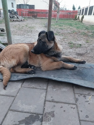 Donez mascul Ciobanesc Belgian 