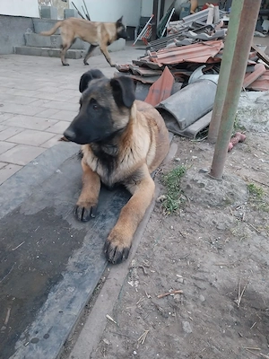 Donez mascul Ciobanesc Belgian  - imagine 3