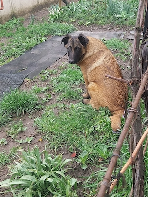 Donez mascul Ciobanesc Belgian  - imagine 5