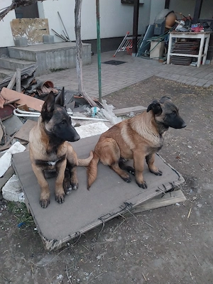 Donez mascul Ciobanesc Belgian  - imagine 4