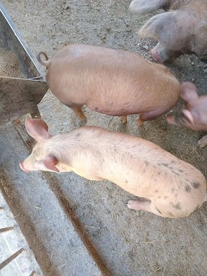 Purcei de vânzare, 450 RON bucata