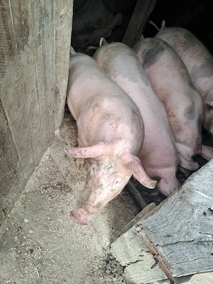 Grăsuni 70-80 kg - imagine 3