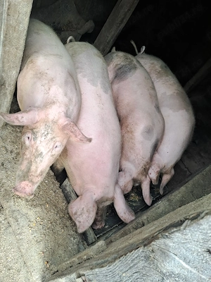 Grăsuni 70-80 kg - imagine 2