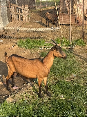 Vand capra alpina franceza  - imagine 4