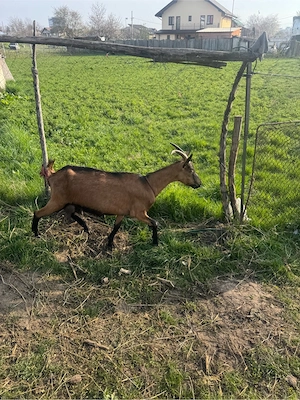 Vand capra alpina franceza  - imagine 5