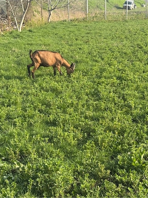 Vand capra alpina franceza  - imagine 3