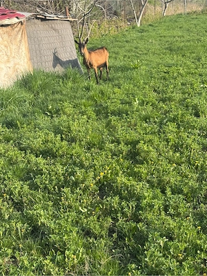 Vand capra alpina franceza  - imagine 2