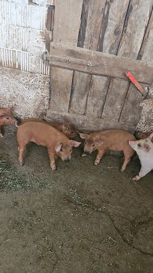 Purcei Landracexduroc de vanzare