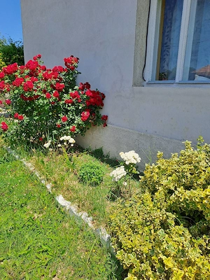  vand casa cu gradina mare  - imagine 2