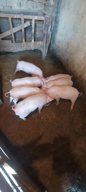 Vând purcei metis de landrace.  - imagine 2