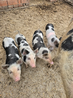 purcei 8 săptămâni  - imagine 2