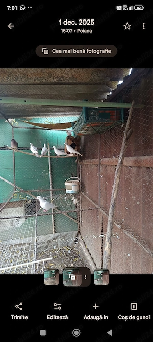 schimb vând 3 perechi turturele răzătoare  - imagine 4