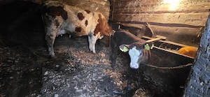 Vaca baltata cu vitel - imagine 3