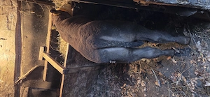 Vaca baltata cu vitel - imagine 4