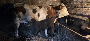 Vaca baltata cu vitel