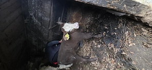 Vaca baltata cu vitel - imagine 2