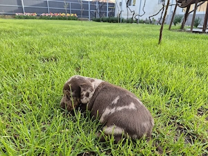 Teckel mascul ciocolatiu arlechin 