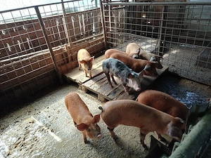 vind 8 purcei 10 saptămini.