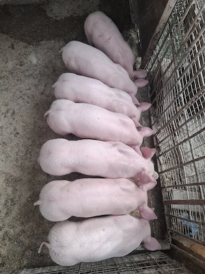 Purcei de vânzare  - imagine 3