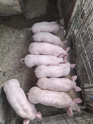 Purcei de vânzare  - imagine 2