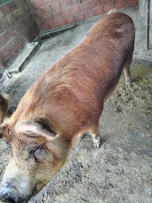 Porc duroc metis - imagine 2