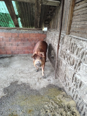 Porc duroc metis - imagine 3