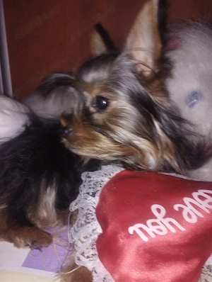 Yorkshire fetitá 6 luni