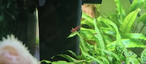 Creveti acvariu neocardine red sacura