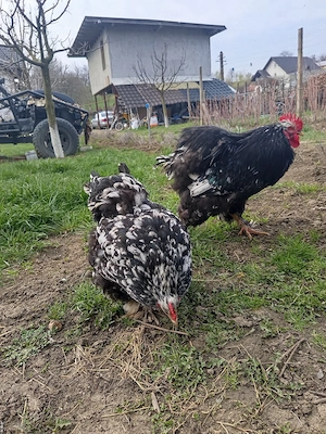 Familie cochinchina bobat urias