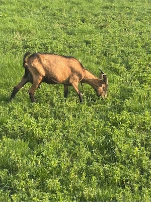 Capra alpina franceza