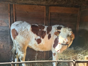 Vand junica gestanta in 5 luni