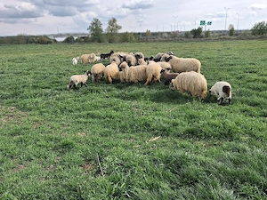 oi romanov turcane - imagine 2