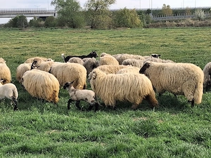 oi romanov turcane - imagine 4