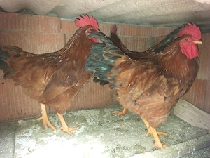 Vand 4 cocosi roșii frumosi